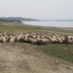 44-berger et ses moutons le long du danube (Small)