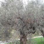 69-olivier grece 189 [640x480]