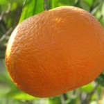 70-orange grecque_4759 [640x480]