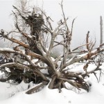 Kniebies arbres morts sur place depuis tempête de 1999 (Small)