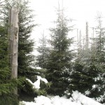 Kniebies montagne laissée en l'état après Tempête de 1999 Belle végétation (Small)