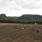 PHOTOS LITUANIE RAMASSAGE DE POMMES DE TERRE