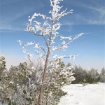 arbre enneigé (Small)