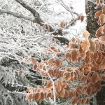 feuilles marrons et blanches (Small)