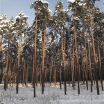 forêt de pins (Small)