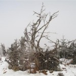 racines d'arbres morts (Small)