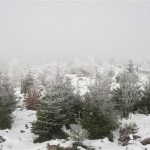 reprise naturelle de la végétation après tempête de 1999 (Small)