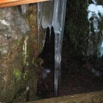 stalactites (Small)