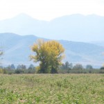 04 bulgarie 077 (Small)