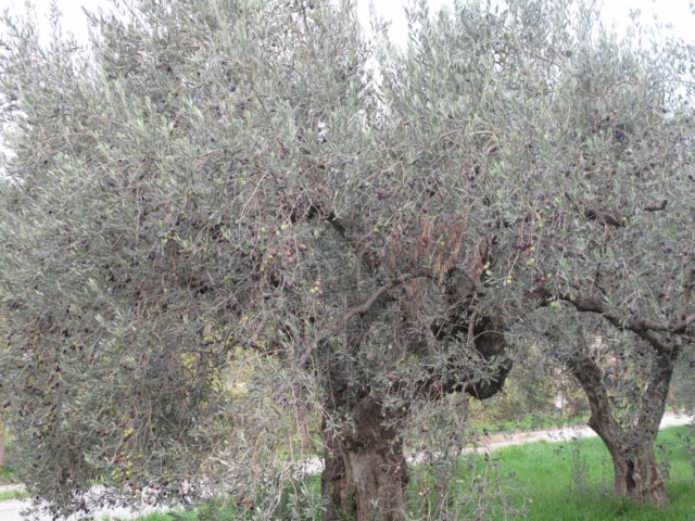 69-olivier grece 189 [640x480]