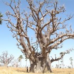 BAOBAB (Small)