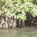 MANGROVE AVEC LES HUITRES (Small)