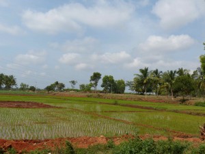 CULTURE DU RIZ